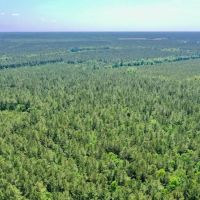 40 ac - Hunting and Timber Land for Sale in Bertie County NC images 4