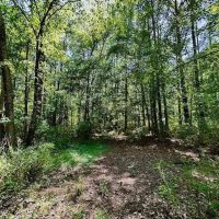 40 ac - Hunting and Timber Land for Sale in Bertie County NC images 5