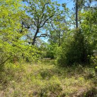 129 Acres Walker Loop images 5