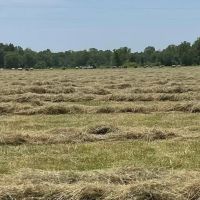 62 Acres Hay ground Pasture Live Water Howell County images 4