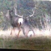 Langell Valley Ranch - Hay Hunting and Cattle Bonanza images 5