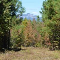 - 117.58 Acres - Beautiful Acreage with Incredible views of Table Rock images 3