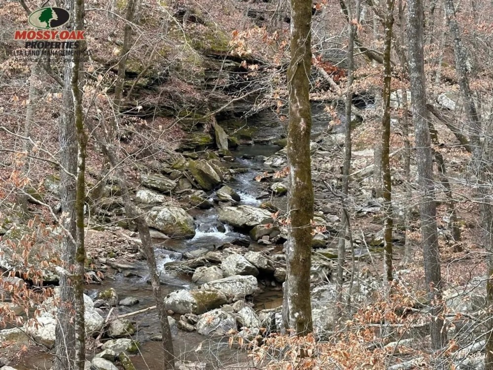 273.92 Acres on Sugar Camp Creek. featured image