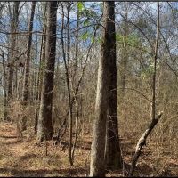 14 Acres in Copiah County in Wesson MS