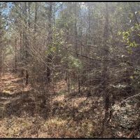 14 Acres in Copiah County in Wesson MS images 5