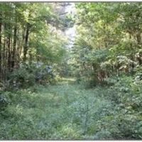 74.42 Acres in Rankin County in Pelahatchie MS images 4