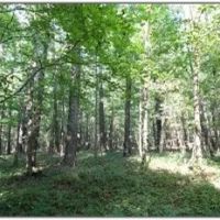 74.42 Acres in Rankin County in Pelahatchie MS images 5
