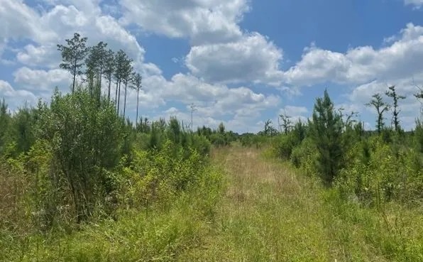 78.7 Acres in Madison County in Canton MS featured image