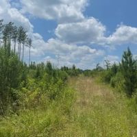 78.7 Acres in Madison County in Canton MS images 1