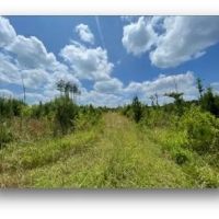 78.7 Acres in Madison County in Canton MS images 2