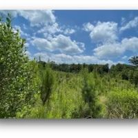 78.7 Acres in Madison County in Canton MS images 3