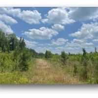 78.7 Acres in Madison County in Canton MS images 4