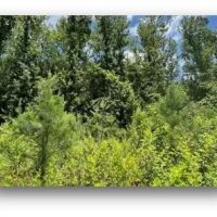 78.7 Acres in Madison County in Canton MS images 5