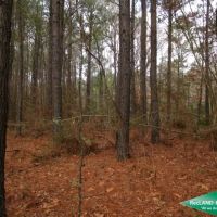 34 ac - Timberland Suitable for Home Sites images 4
