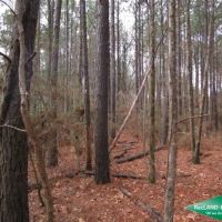 34 ac - Timberland Suitable for Home Sites images 5