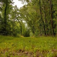 455 Acres for Sale Hunting Land in Claiborne County MS images 4