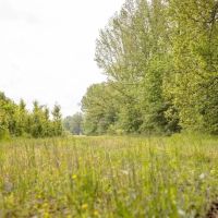 455 Acres for Sale Hunting Land in Claiborne County MS images 5