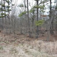 64 Acres For Sale in Butler County Missouri Poplar Bluff images 5