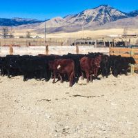 Diamond Heart Ranch images 3