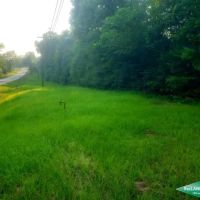 21.5 ac - Timberland for Home Site or Development in Town