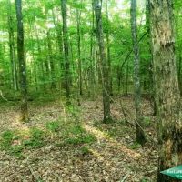 21.5 ac - Timberland for Home Site or Development in Town images 2