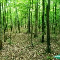 21.5 ac - Timberland for Home Site or Development in Town images 3