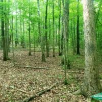 21.5 ac - Timberland for Home Site or Development in Town images 4
