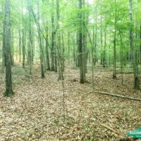21.5 ac - Timberland for Home Site or Development in Town images 5