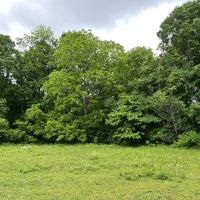 58 Acre fully fenced farm in Wilson County images 3