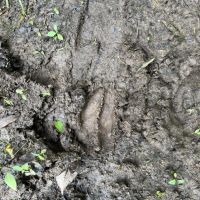 58 Acre fully fenced farm in Wilson County images 5