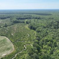 233 Acres of Waterfront Hunting Land For Sale in Bertie County NC images 3