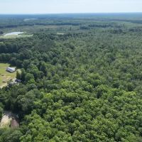 233 Acres of Waterfront Hunting Land For Sale in Bertie County NC images 4