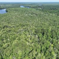 233 Acres of Waterfront Hunting Land For Sale in Bertie County NC images 5