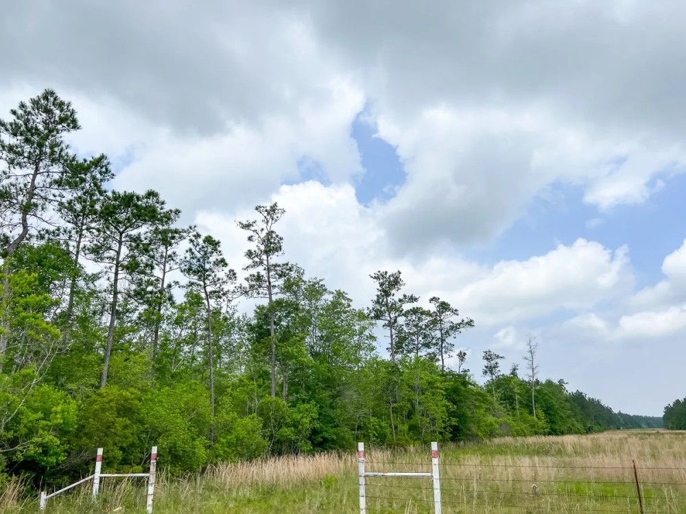 47 Acres Cravens Camp Rd. D-2 Silsbee Stake featured image