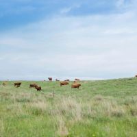 The Dillon Ranch images 5