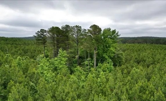 236.9 Acres in Attala County in West MS featured image