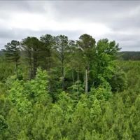 236.9 Acres in Attala County in West MS