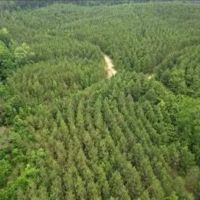 236.9 Acres in Attala County in West MS images 2