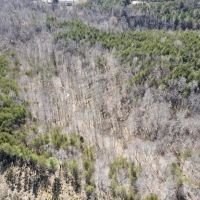 32.94 acres of Hunting and residential Land for Sale in Henry County VA images 5
