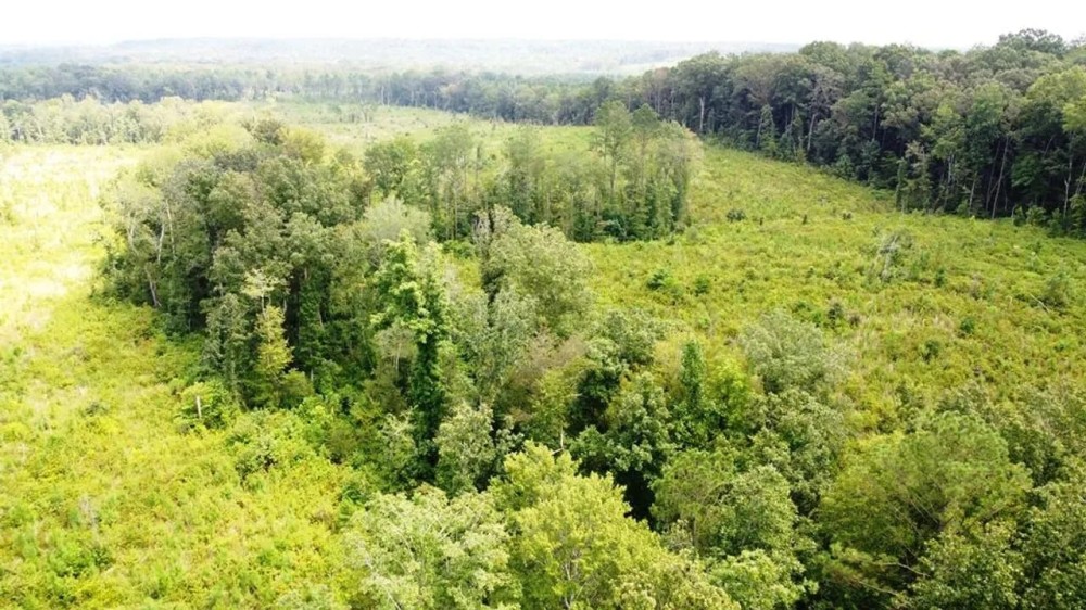 Tishomingo State Park Tract featured image