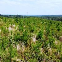 Tishomingo State Park Tract images 2