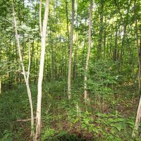 Union Hill Rd - 38 acres - Guernsey County images 3