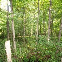 Union Hill Rd - 38 acres - Guernsey County images 4