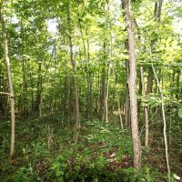 Union Hill Rd - 38 acres - Guernsey County images 5