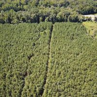 54 acres of Business Agricultural Land in Greensville County VA images 3