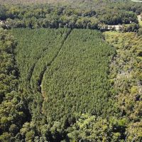 54 acres of Business Agricultural Land in Greensville County VA images 4