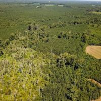 54 acres of Business Agricultural Land in Greensville County VA images 5