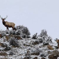 Loaded Elk Ranch images 1
