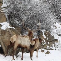 Loaded Elk Ranch images 2