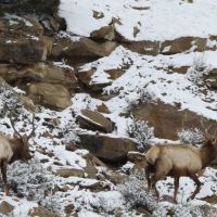Loaded Elk Ranch images 3